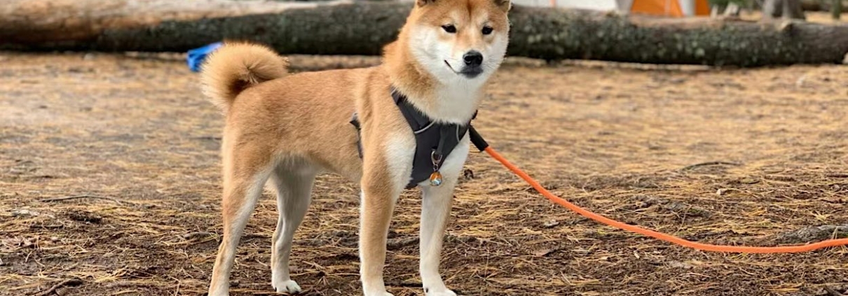 Die besten hundefreundlichen Campingplätze rund um Berlin | Wohnmobile mieten in Berlin bei MioCamper.de