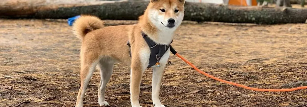 Die besten hundefreundlichen Campingplätze rund um Berlin | Wohnmobile mieten in Berlin bei MioCamper.de