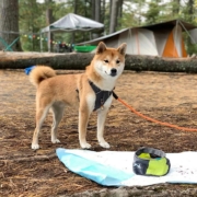Die besten hundefreundlichen Campingplätze rund um Berlin | Wohnmobile mieten in Berlin bei MioCamper.de