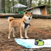 Die besten hundefreundlichen Campingplätze rund um Berlin | Wohnmobile mieten in Berlin bei MioCamper.de