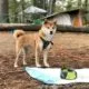 Die besten hundefreundlichen Campingplätze rund um Berlin | Wohnmobile mieten in Berlin bei MioCamper.de