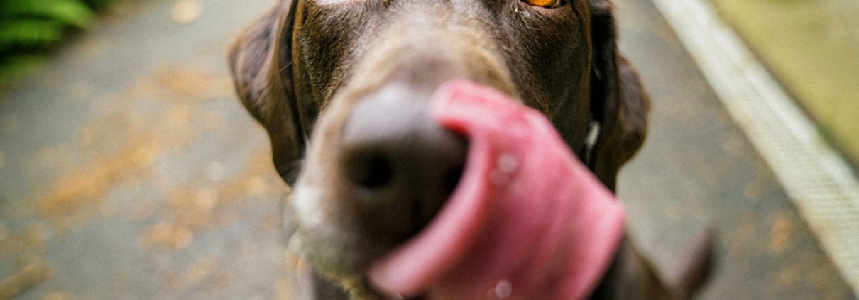 Tipps und Packliste für deinen Campingurlaub mit Hund – mit MioCamper unterwegs | Wohnmobile mieten in Berlin bei MioCamper.de