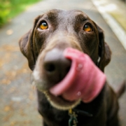 Tipps und Packliste für deinen Campingurlaub mit Hund – mit MioCamper unterwegs | Wohnmobile mieten in Berlin bei MioCamper.de