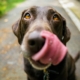 Tipps und Packliste für deinen Campingurlaub mit Hund – mit MioCamper unterwegs | Wohnmobile mieten in Berlin bei MioCamper.de