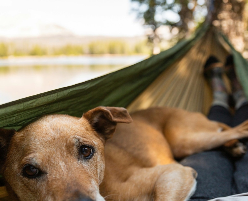 Camping mit Hund: Freiheit auf vier Pfoten – und vier Rädern! Jetzt Camper mieten! | Wohnmobile mieten in Berlin bei MioCamper.de