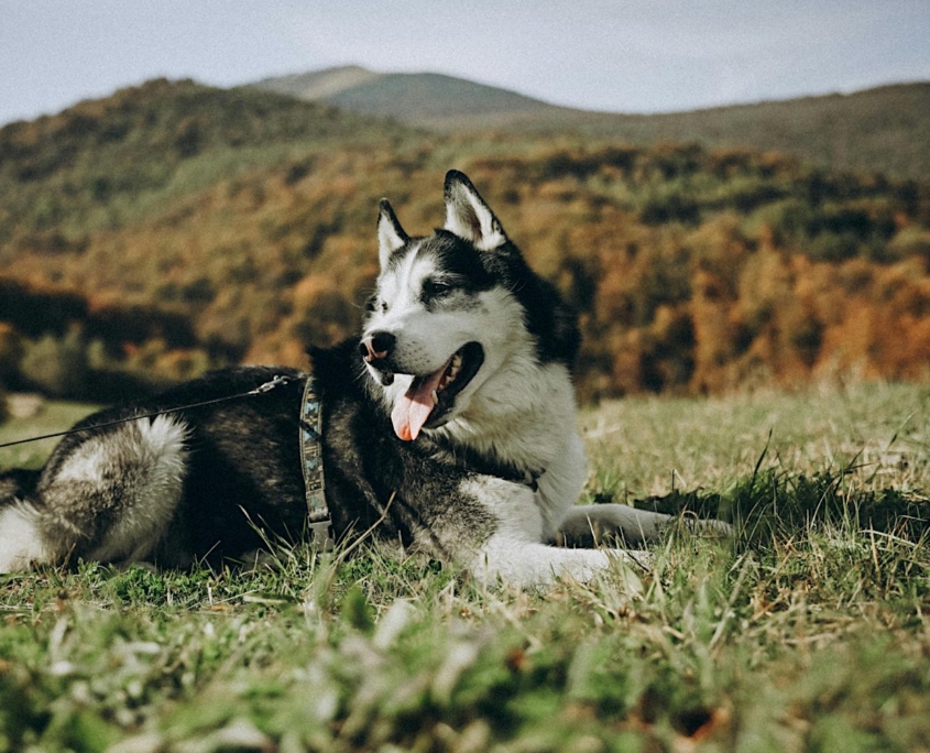 Camping mit Hund: Freiheit auf vier Pfoten – und vier Rädern! Jetzt Camper mieten! | Wohnmobile mieten in Berlin bei MioCamper.de