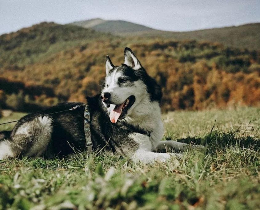 Camping mit Hund: Freiheit auf vier Pfoten – und vier Rädern! Jetzt Camper mieten! | Wohnmobile mieten in Berlin bei MioCamper.de